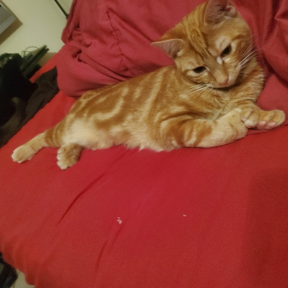 I RESCUE KITTIES & TNR - Picture 10 of 16